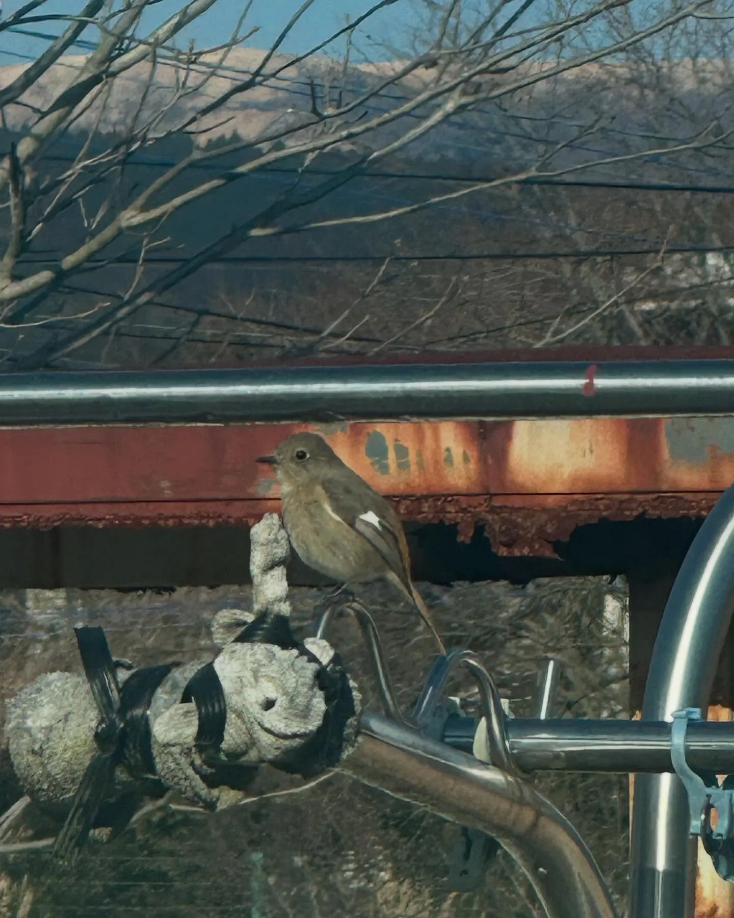 なんて鳥かな、、家の前にいた。